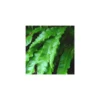Asplenium Scolopendrium - Le pot de 1 litre