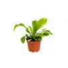Asplénium Crispy Wave ou Fougère Nid d’oiseau pot Ø6 cm