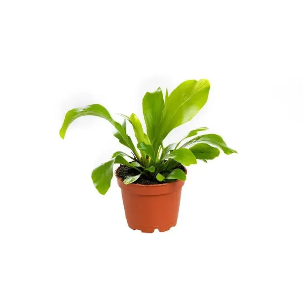 Asplénium Crispy Wave ou Fougère Nid d’oiseau pot Ø6 cm