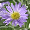 Aster Dumosus à fleurs multicolores - Le pot de 1 litre