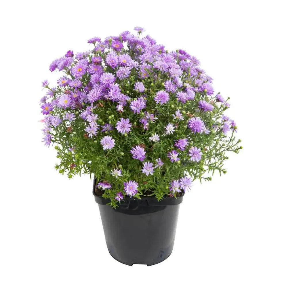 Aster vivace - Le pot de 3 litres