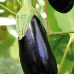 Aubergine Longue Baluroi F1 Bio. La barquette de 3 plants