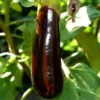 Aubergine Longue Bio. Le pot de 10,5 cm