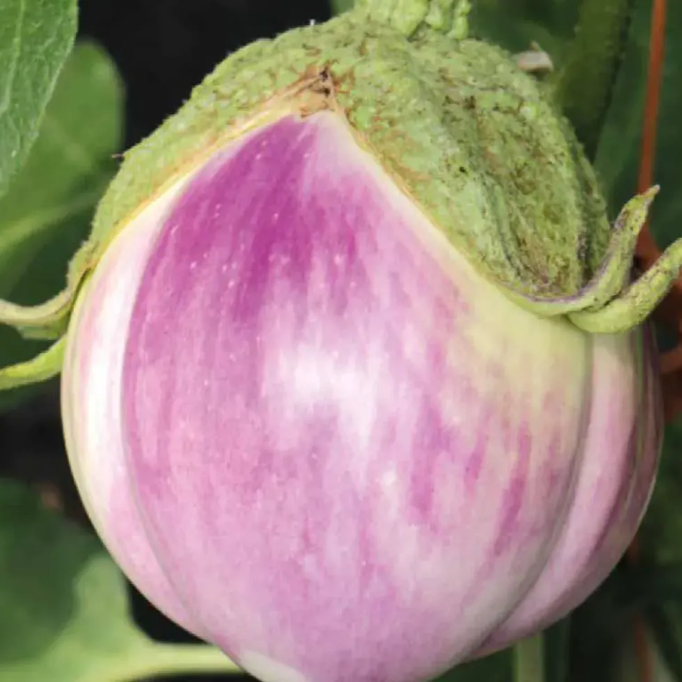Aubergine Rosa Bianca Bio. Le pot de 10,5 cm