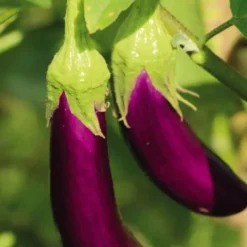 Aubergine Slim Jim Bio. Le pot de 2,5 litres