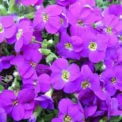 Aubriète - La coupe de 25 cm