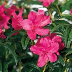Azalée (Azalea) Encore Jewel violette. Le pot de 4 litres