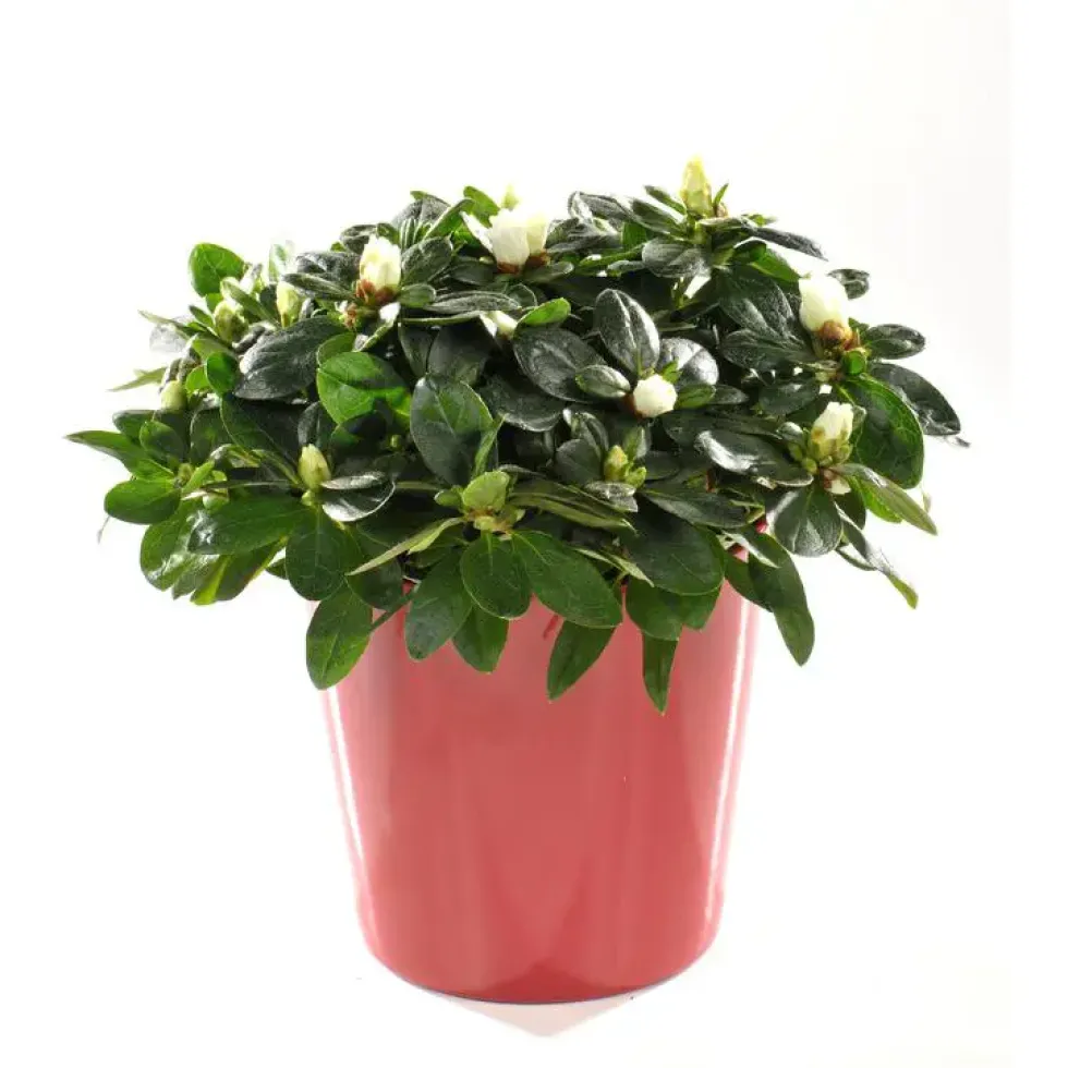 Azalée christine avec cache-pot. Le pot de 13 cm