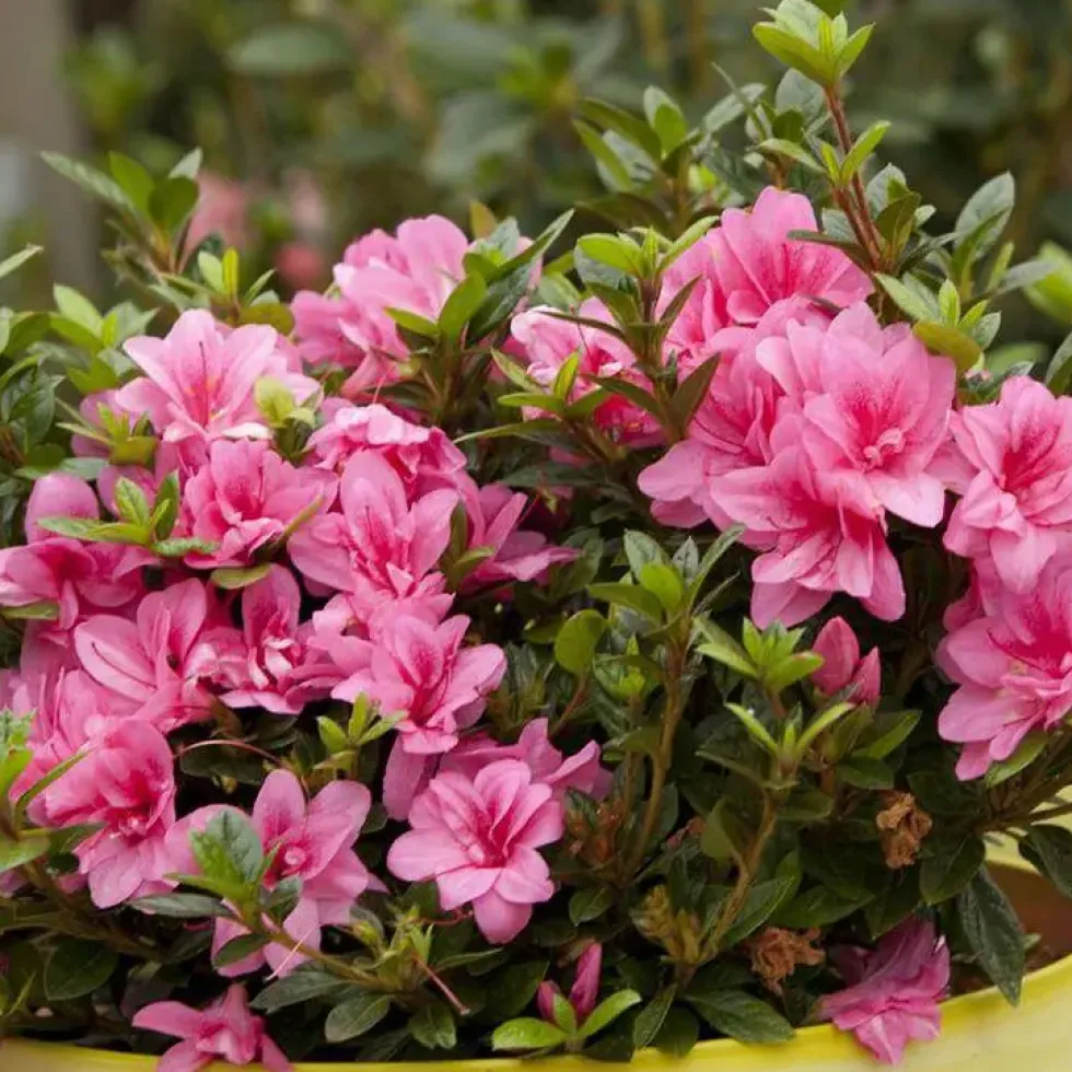Azalée Encore Empress rose. Le pot de 4 litres