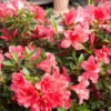 Azalée Encore Sunset rose. Le pot de 4 litres