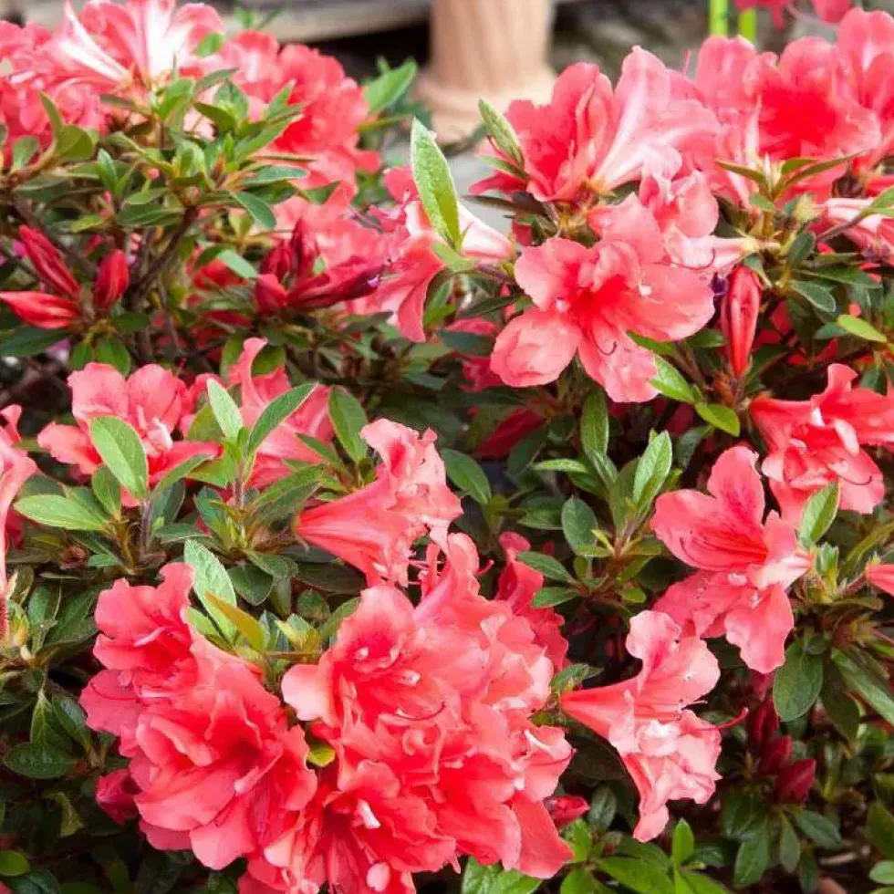 Azalée Encore Sunset rose. Le pot de 4 litres