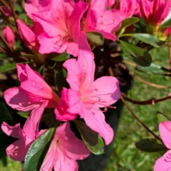 Azalée Japonaise (Azalea Japonica) 40/50 rose. Le pot de 7 litres