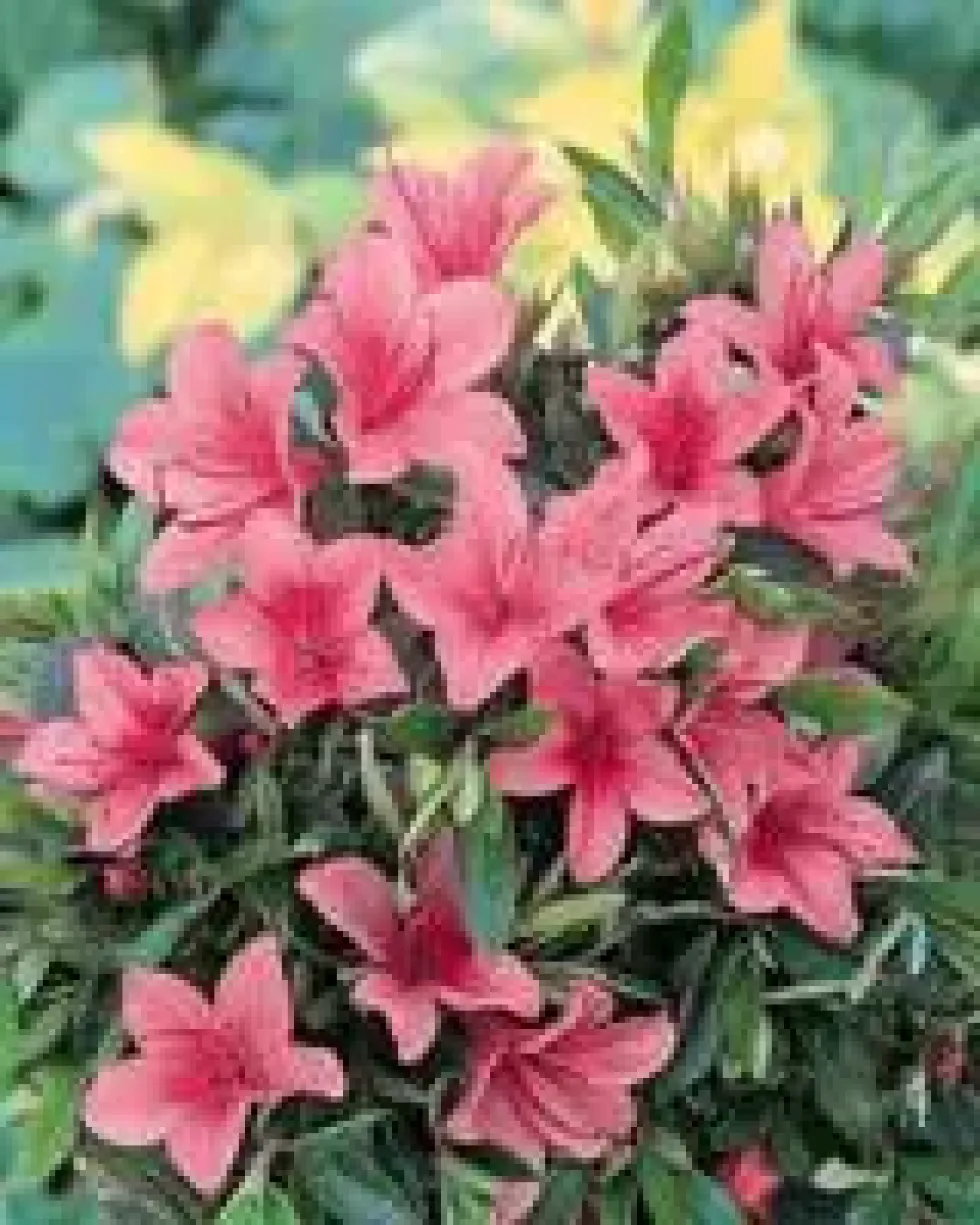 Azalée Japonaise variée (Azalea Japonica) 20/25. Le pot de 2 litres