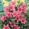 Azalée Japonaise variée (Azalea Japonica) 30/40. Le pot de 4 litres