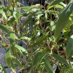 Bambou Fargesia Rufa vert. Le pot de 2 litres
