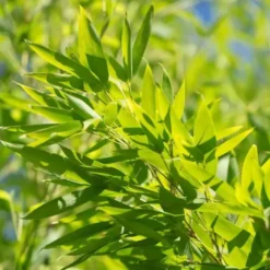 Bambou Phyllostachys Aurea. Le pot de 30 litres