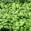 Basilic A Grandes Feuilles Genovese Bio. La motte de 4x4 cm