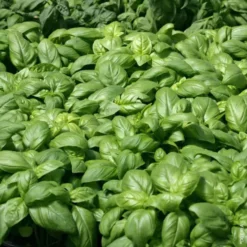 Basilic Bio. Le pot de 1 litre