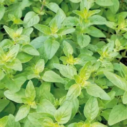 Basilic Citron Bio. Le pot de 1 litre