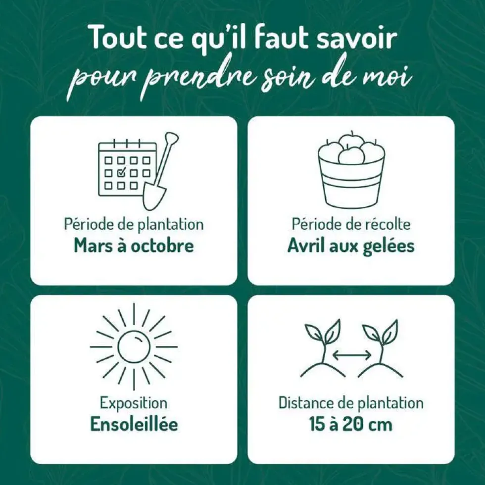 Basilic Citron Bio. Le pot de 1 litre