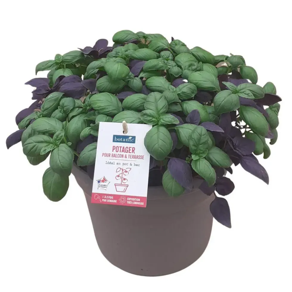 Basilic Duo Vert+Pourpre Bio. Le pot de 4,5 litres