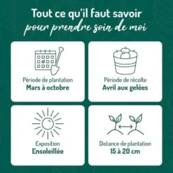 Basilic Fin Vert Bio. Le pot de 1 litre