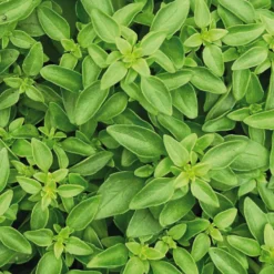 Basilic Fin Vert Bio. Le pot de 1 litre