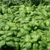 Basilic Grand Vert Bio. Le pot de 10,5 cm