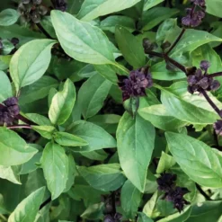 Basilic Thai Bio. Le pot de 1 litre