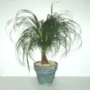 Beaucarnea avec cache-pot en céramique. Le pot de Ø 12 x H 35 cm