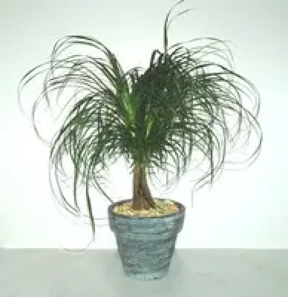 Beaucarnea avec cache-pot en céramique. Le pot de Ø 12 x H 35 cm
