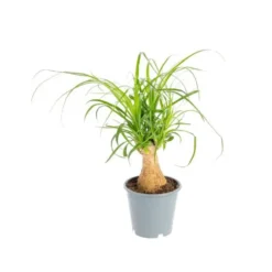 Beaucarnea coupe Ø14xH35/40 cm