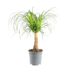 Beaucarnea pot. Le pot Ø 17 cm
