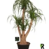 Beaucarnea ramifié. Le pot de Ø 30 x H 125 cm