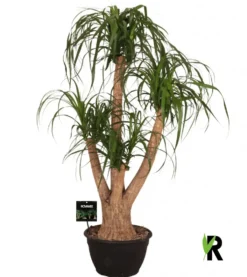 Beaucarnea ramifié. Le pot de Ø 30 x H 125 cm