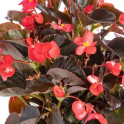 Begonia Big. Le pot de 7,5 litres