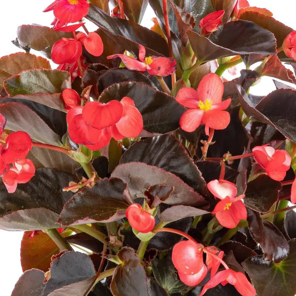 Begonia Big. Le pot de 7,5 litres