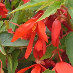 Begonia Boliviensis. Le pot de 13 cm