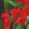Begonia Pendula - Le pot de 2 litres