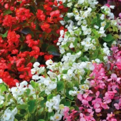 Begonia semperflorens - La barquette de 4 plants