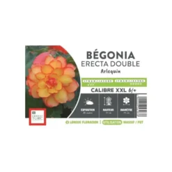 Bégonia Erecta Double Arlequin XXL jaune bordé rouge Ernest Turc - bulbes vrac