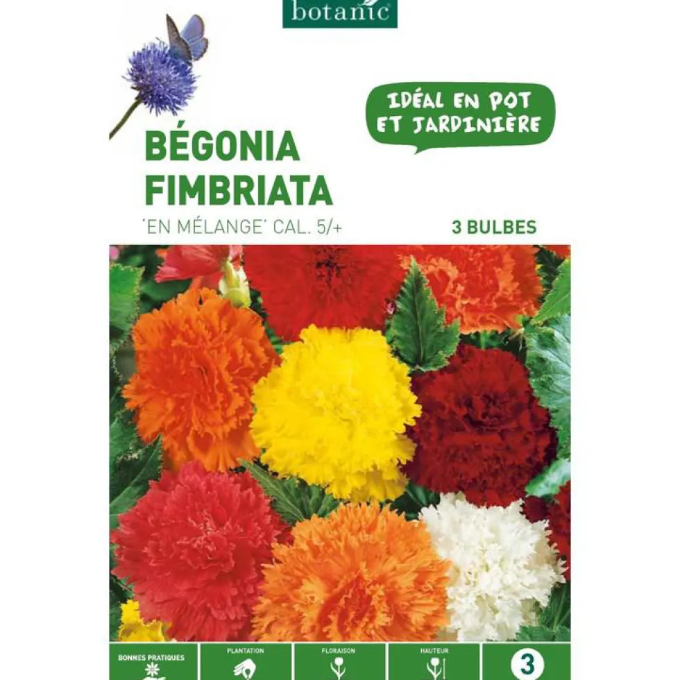Bégonia Fimbriata en mélange botanic® - 3 bulbes