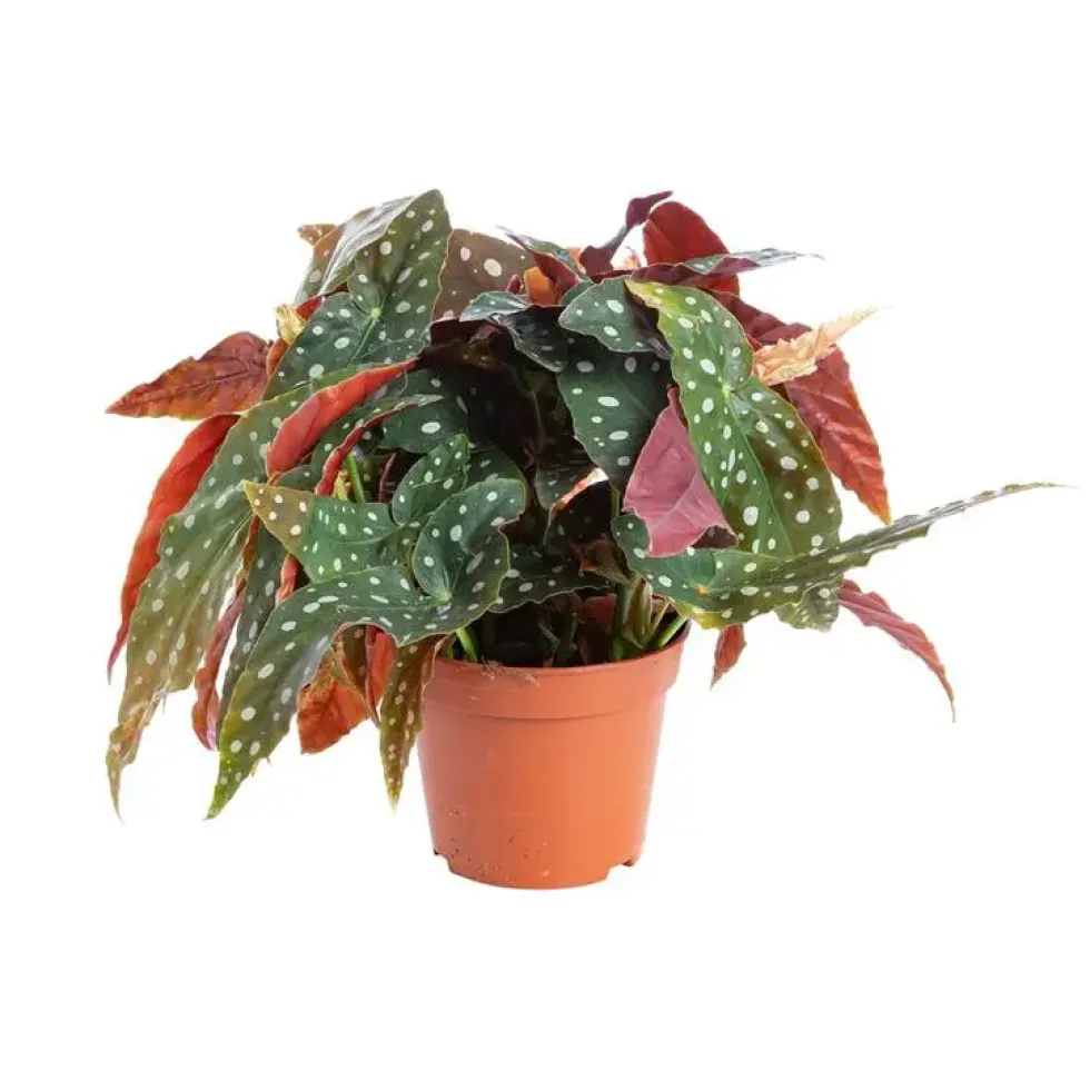Bégonia maculata - Le pot de Ø 14 cm