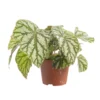 Bégonia rex multicolore. Le pot de Ø 12 cm