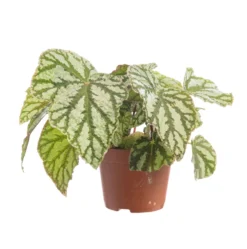 Bégonia rex multicolore. Le pot de Ø 12 cm