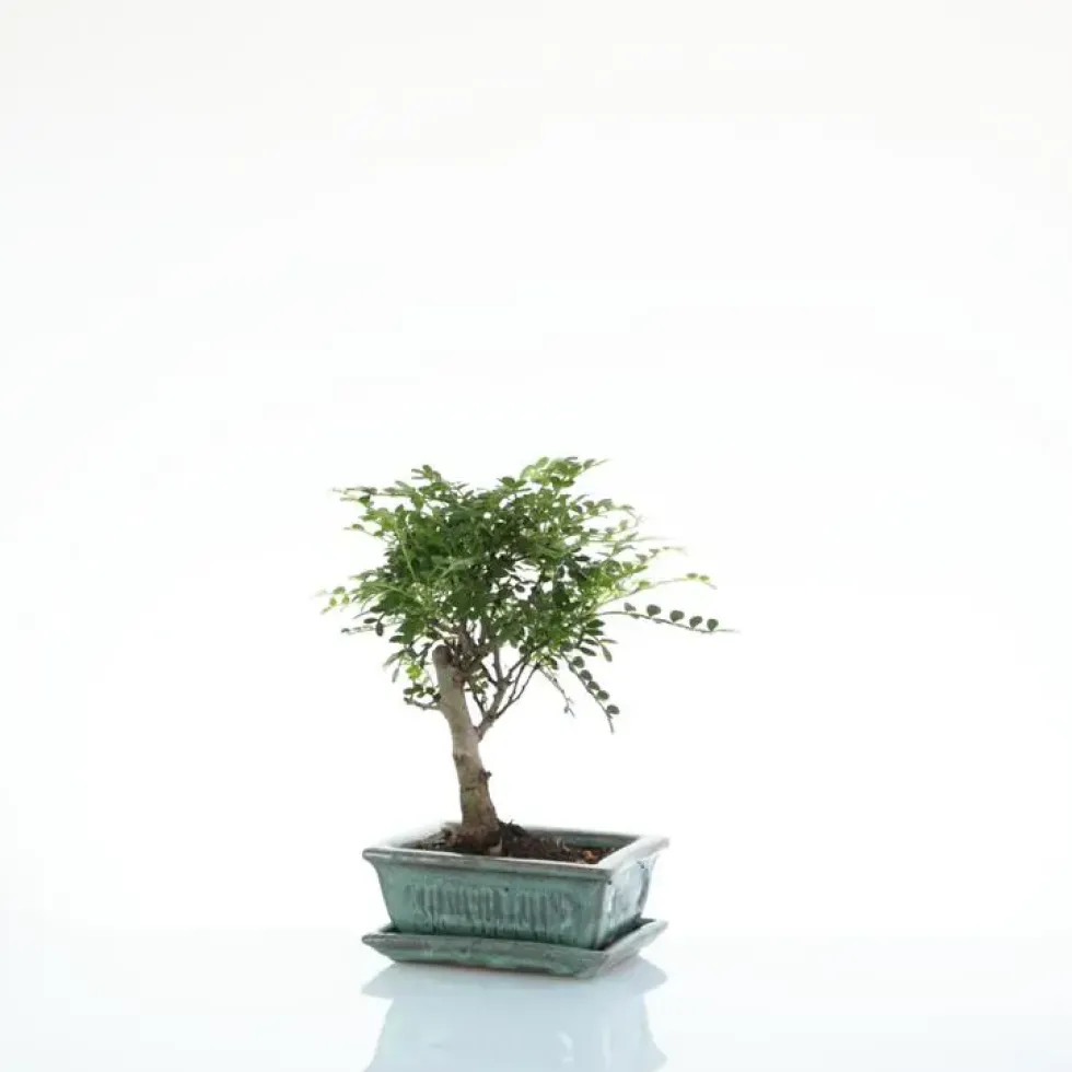 Bonsaï botanic® Poivrier avec pot et soucoupe - Taille 3,2
