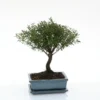 Bonsaï botanic® Syzygium avec pot et soucoupe - Taille 3,2