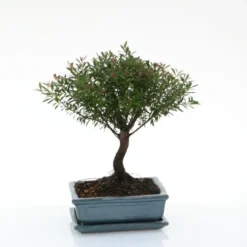Bonsaï botanic® Syzygium avec pot et soucoupe - Taille 3,2