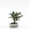 Bonsaï Carmona botanic® taille 1,5. Le pot