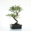 Bonsaï poivrier botanic® taille 4,2. Le pot
